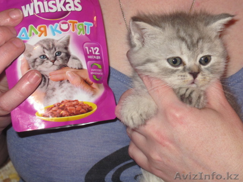 продаю кошечку с рекламы вискас скотиш страйт - Изображение #1, Объявление #496944