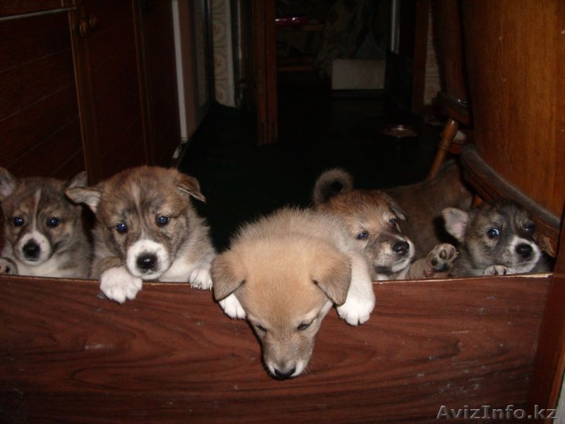 продаются щенки западносибирской лайки от рабочих родителей - Изображение #1, Объявление #487294
