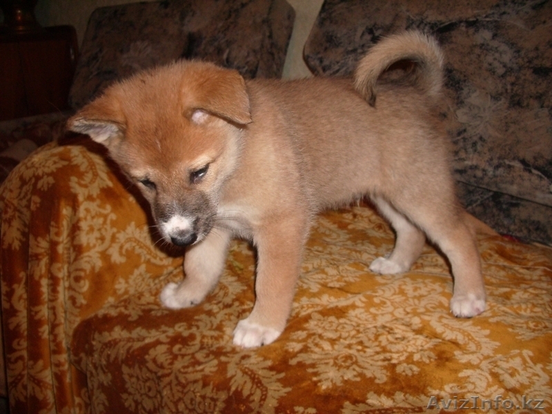 продаются щенки западносибирской лайки от рабочих родителей - Изображение #2, Объявление #487294