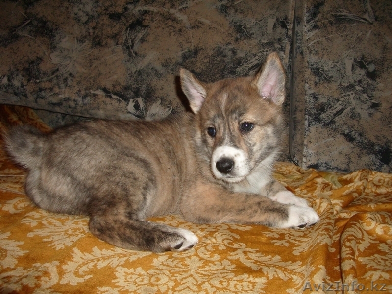 продаются щенки западносибирской лайки от рабочих родителей - Изображение #3, Объявление #487294