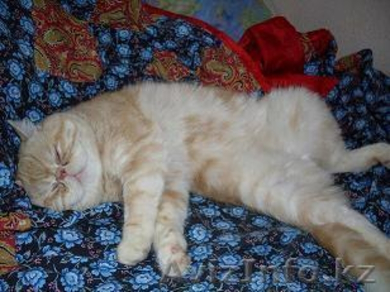 Кот экзот экстримал - Изображение #2, Объявление #489327