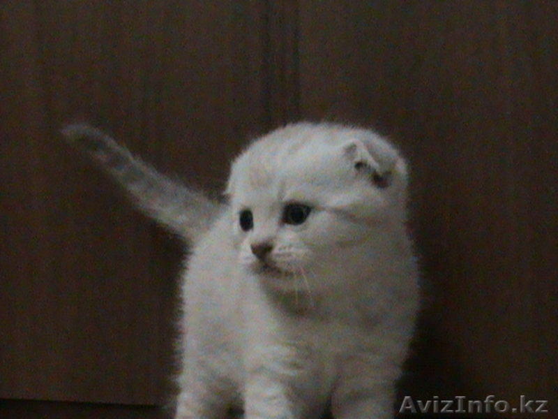 Вислоухие котятки с документами.  - Изображение #1, Объявление #503954