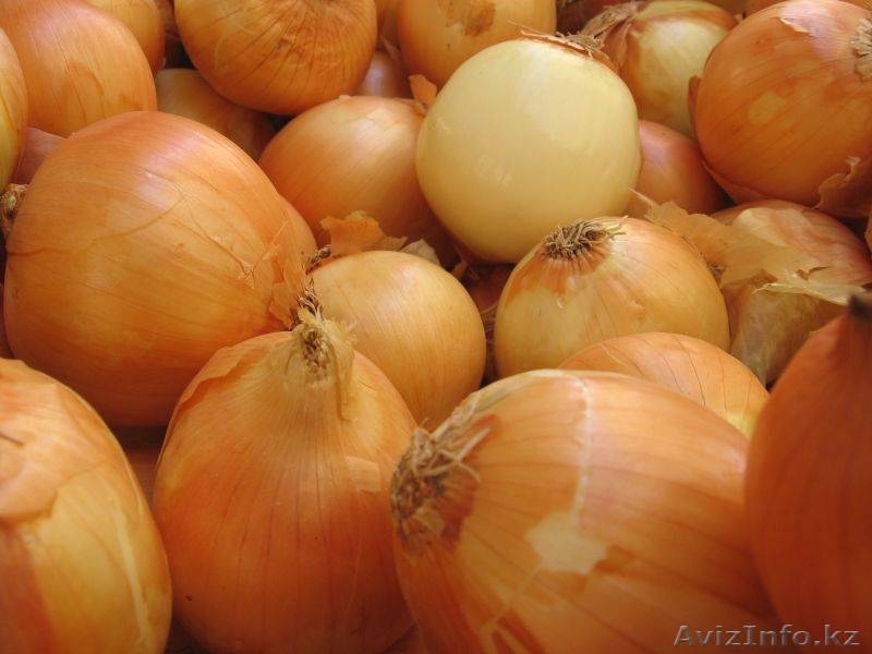 Семена лука, Респ.Молдова - Изображение #3, Объявление #485254