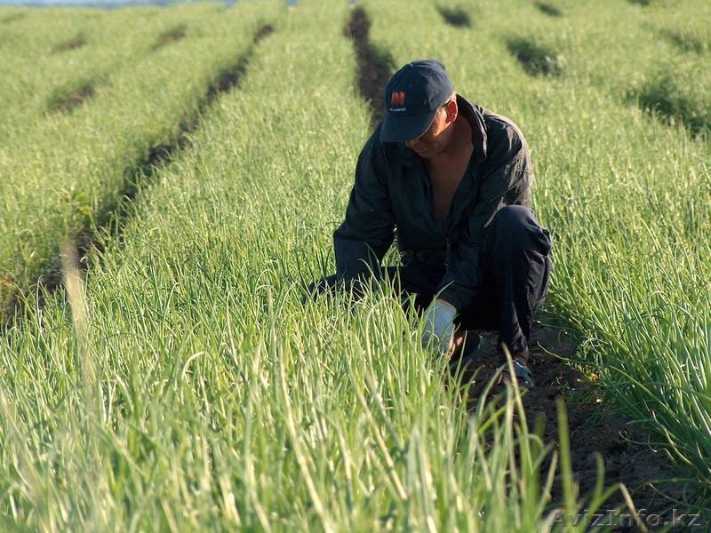 Семена лука, Респ.Молдова - Изображение #4, Объявление #485254