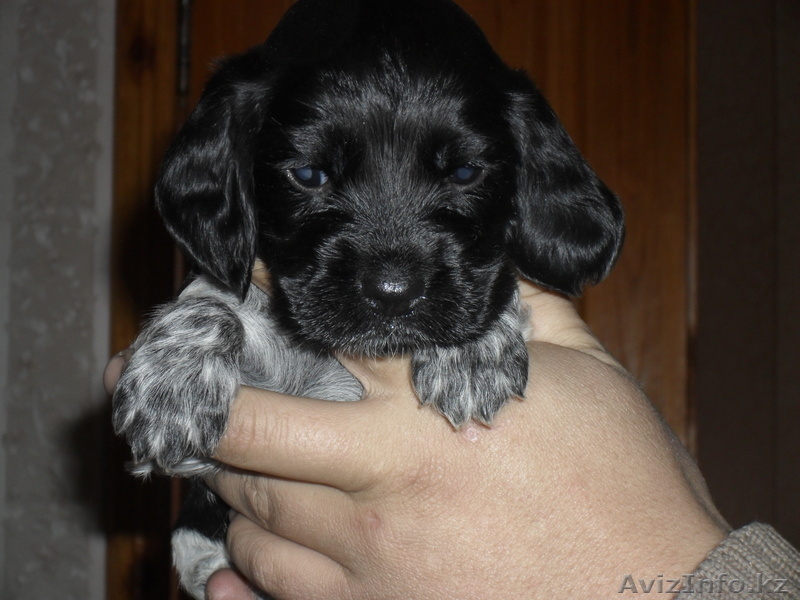 продам щенков русского спаниеля - Изображение #1, Объявление #507221