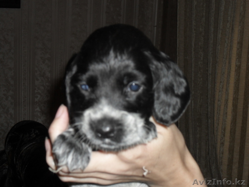 продам щенков русского спаниеля - Изображение #3, Объявление #507221