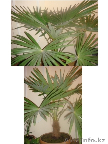 ПАЛЬМЫ,МОНСТЕРА - Изображение #3, Объявление #514546