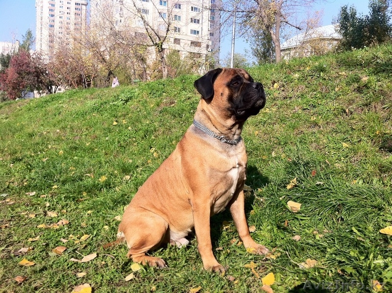 Кобель бульмастифа для вязки - Изображение #5, Объявление #491142
