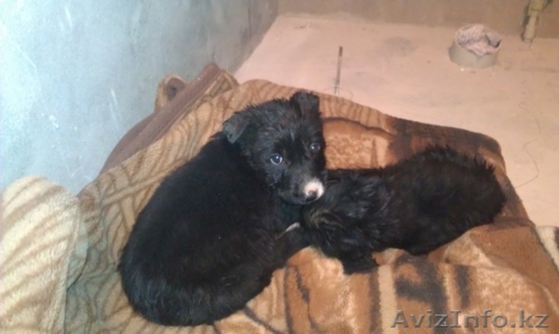 Отдадим щенят в хорошие и добрые руки!!!! - Изображение #2, Объявление #485049