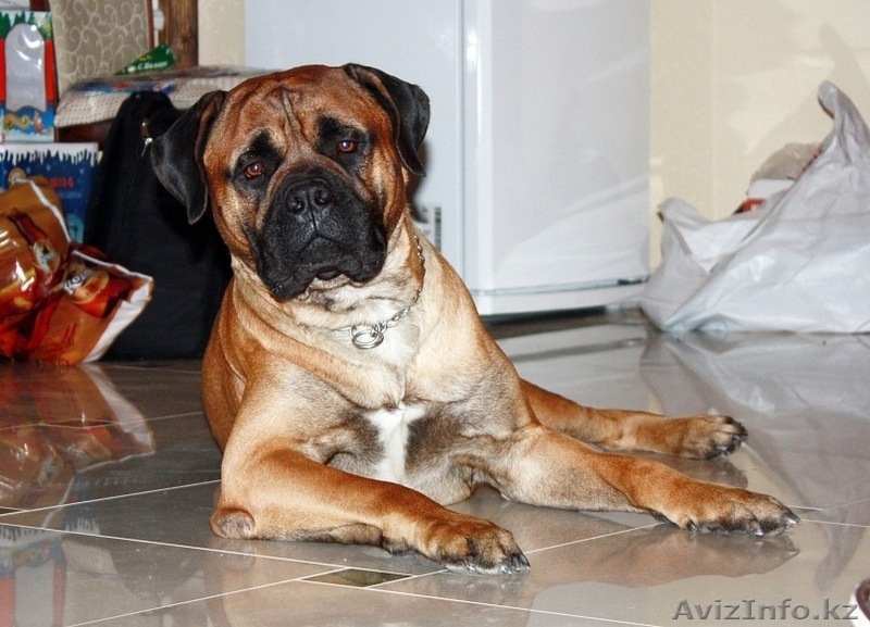 Кобель бульмастифа для вязки - Изображение #4, Объявление #491142
