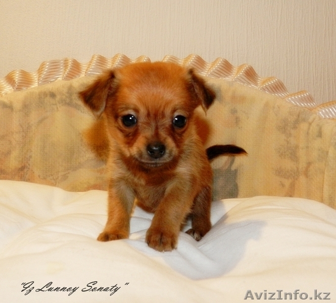 Той-терьерчики черно-подпалого и рыжего окрасов. - Изображение #3, Объявление #530498