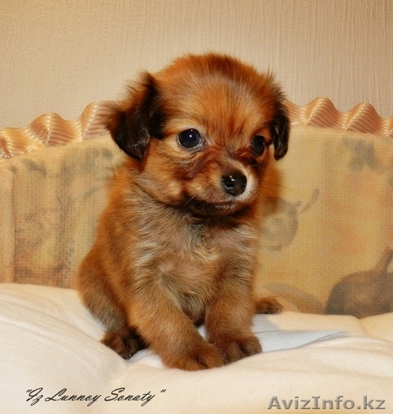 Той-терьерчики черно-подпалого и рыжего окрасов. - Изображение #4, Объявление #530498