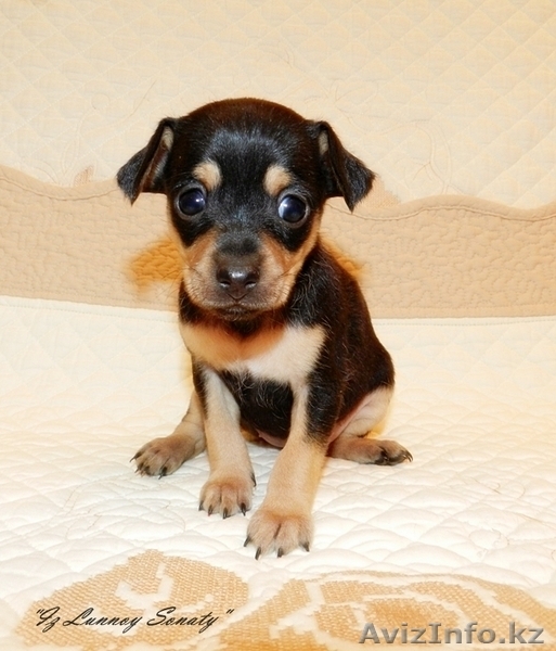Той-терьерчики черно-подпалого и рыжего окрасов. - Изображение #2, Объявление #530498