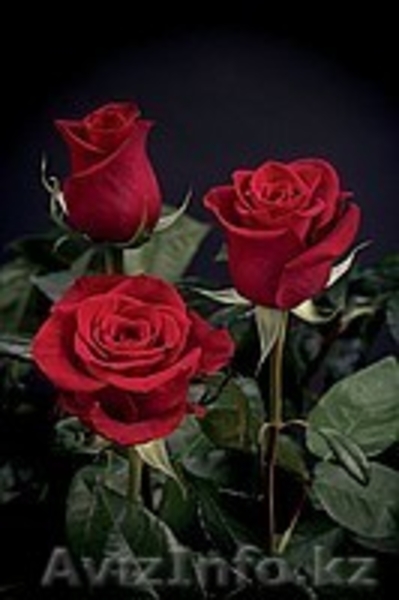 Цветы свежие по низким ценам! - Изображение #1, Объявление #527682