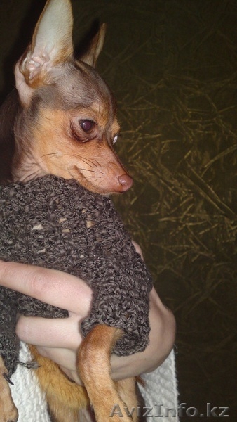 Той терьер шоу класса - Изображение #2, Объявление #558086