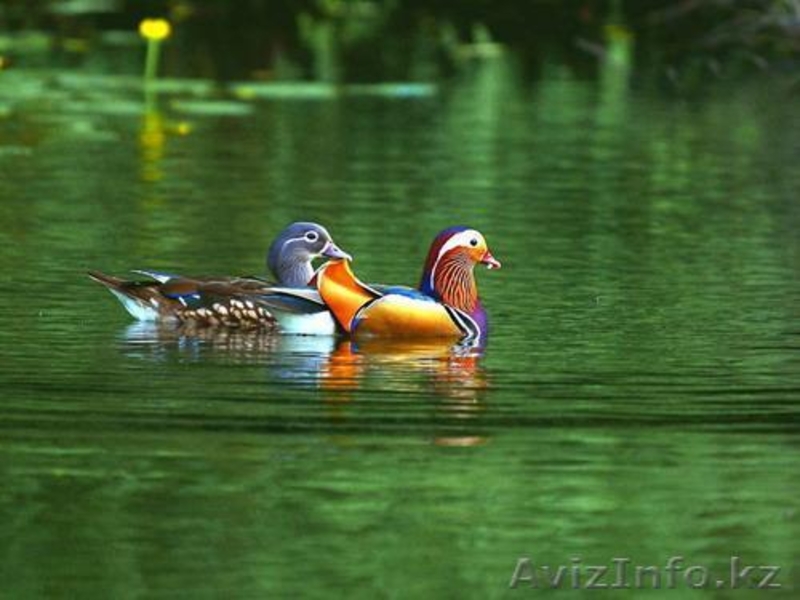 Продажа птиц в розницу - Изображение #3, Объявление #540039