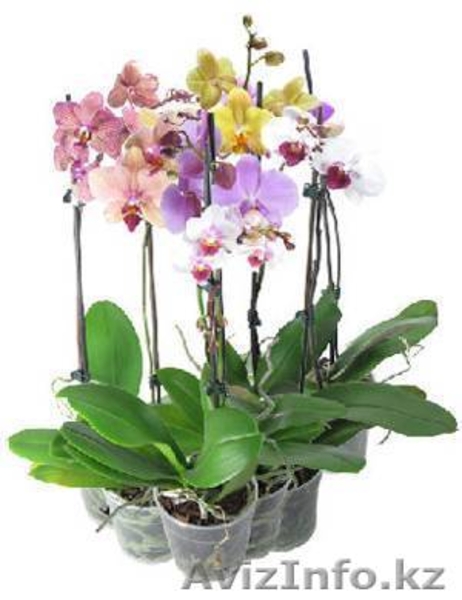 Цветы в горшках к 8 марта - Изображение #3, Объявление #546511