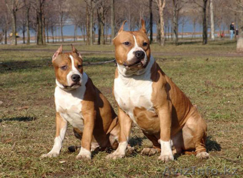 Дрессировка собак - Изображение #2, Объявление #341019