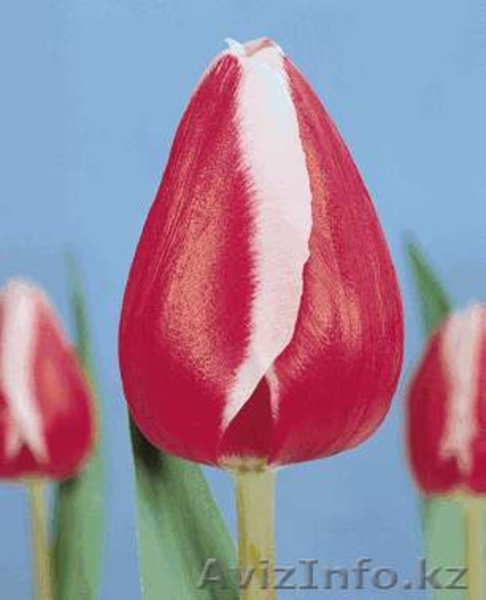 Голландские сорта тюльпанов! - Изображение #7, Объявление #533949
