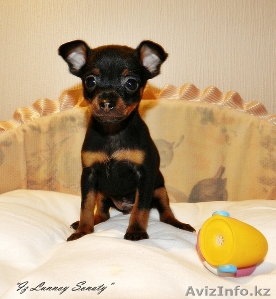 Той-терьерчики черно-подпалого и рыжего окрасов. - Изображение #1, Объявление #530498