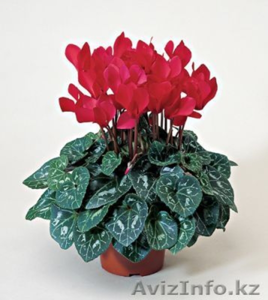 Цветы в горшках к 8 марта - Изображение #6, Объявление #546511