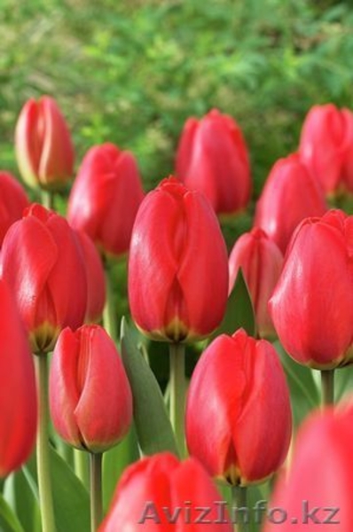 Голландские сорта тюльпанов! - Изображение #8, Объявление #533949