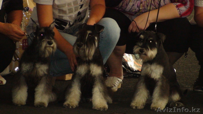 Щенка Цвергшнауцера - Изображение #2, Объявление #529220