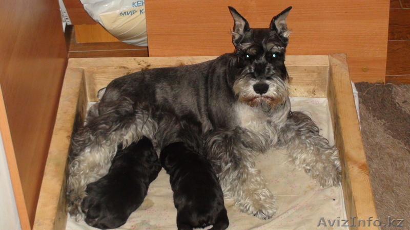 Щенка Цвергшнауцера - Изображение #4, Объявление #529220