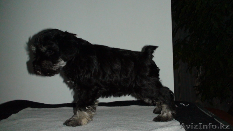 Щенка Цвергшнауцера - Изображение #3, Объявление #529220