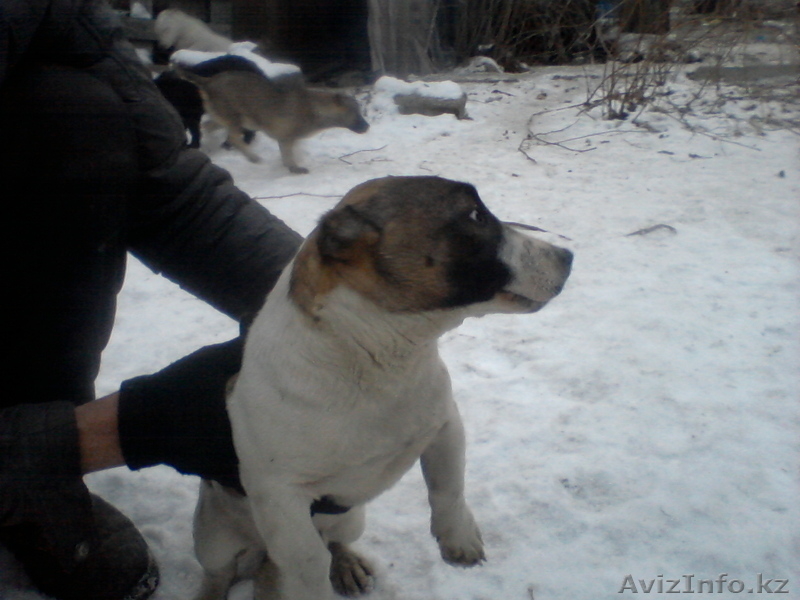 щенки продам новая порода карликовый пит-буль - Изображение #1, Объявление #532926