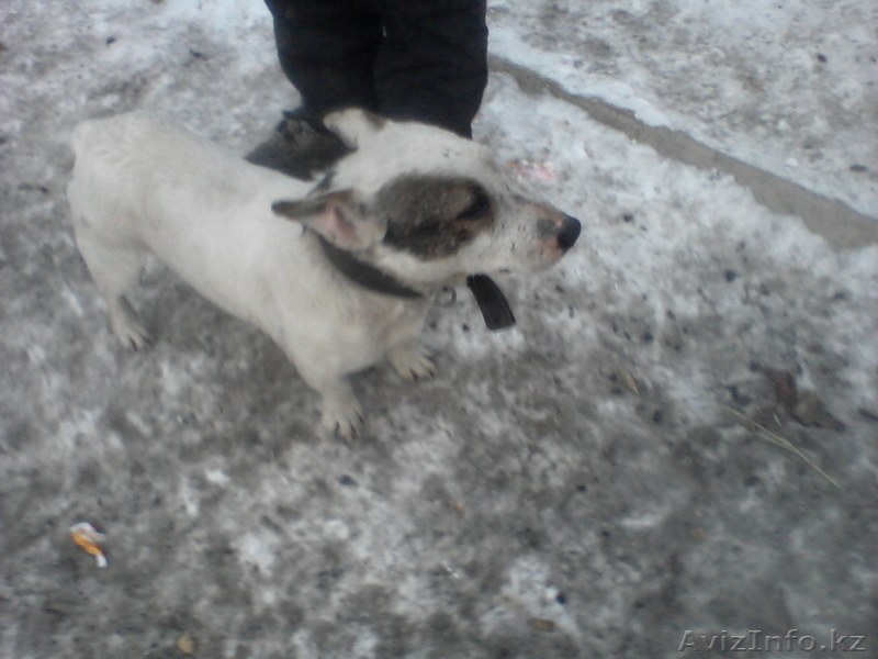 щенки продам новая порода карликовый пит-буль - Изображение #3, Объявление #532926