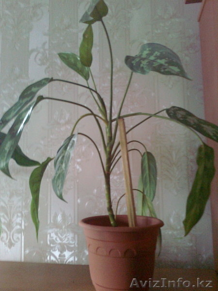 Продам редкие комнатные растения - Изображение #4, Объявление #544803