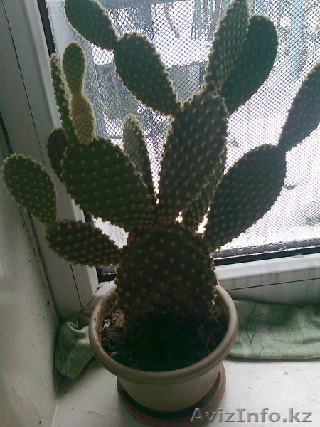 Продам редкие комнатные растения - Изображение #3, Объявление #544803