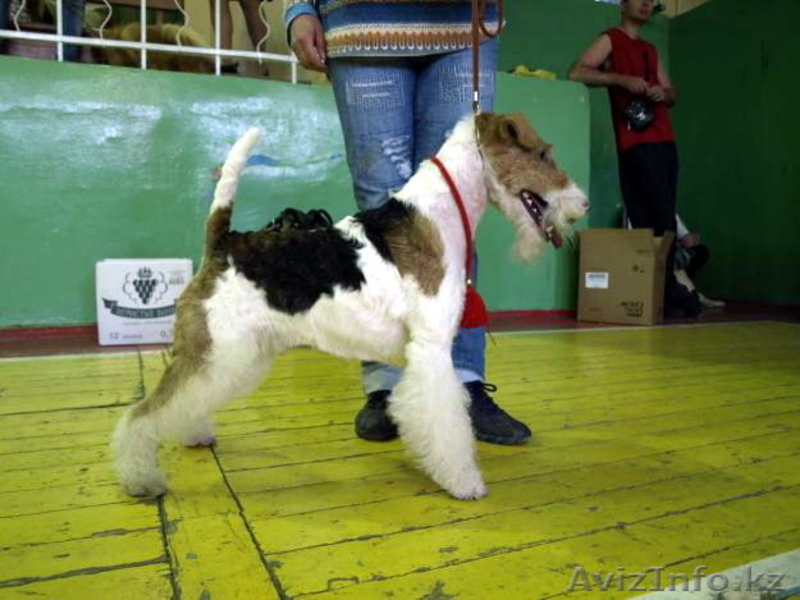  Фокстерьера щенки гладкие и ж/ - Изображение #1, Объявление #531487