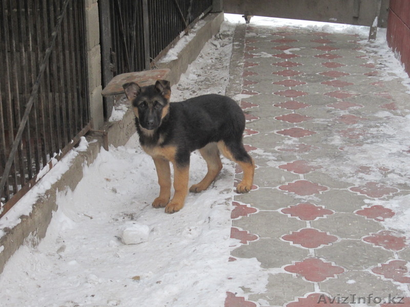 предлагаю нем-кую овчарку - Изображение #2, Объявление #558401