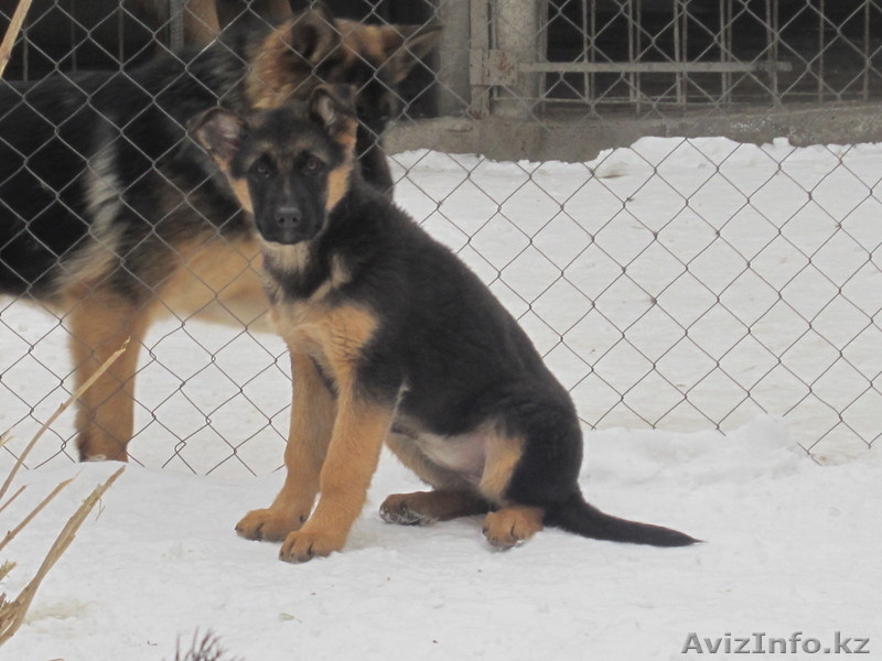 предлагаю нем-кую овчарку - Изображение #3, Объявление #558401
