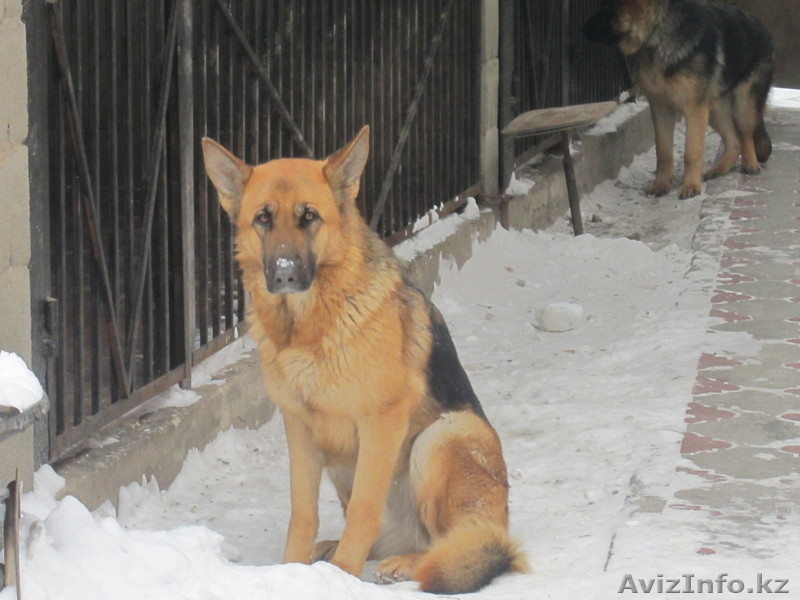 предлагаю нем-кую овчарку - Изображение #1, Объявление #558401
