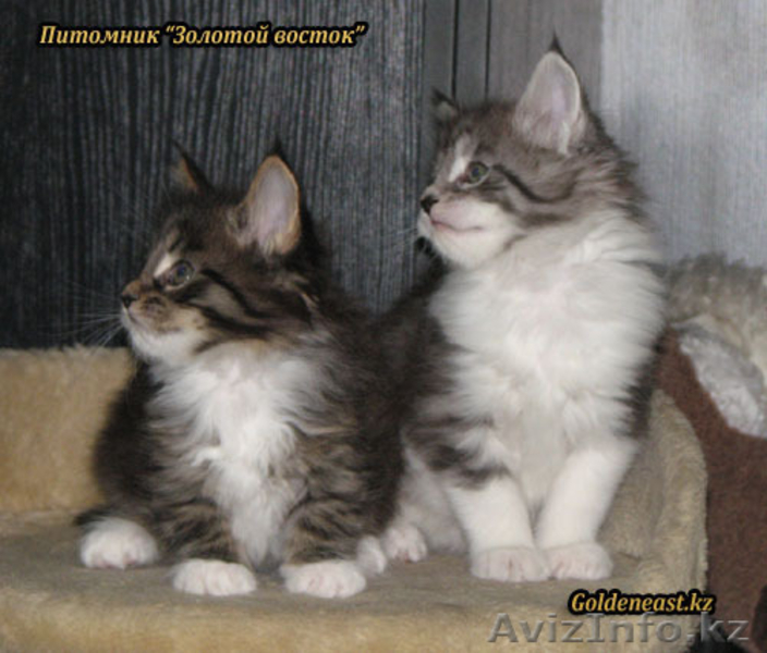Кошки породы Мейн Кун от титулованных производителей - Изображение #6, Объявление #534489