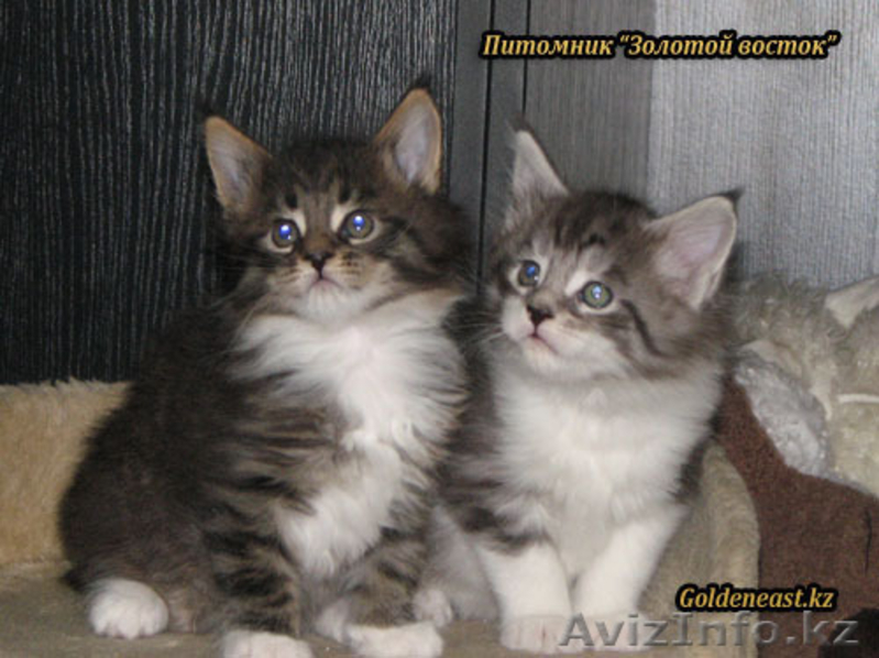 Кошки породы Мейн Кун от титулованных производителей - Изображение #3, Объявление #534489