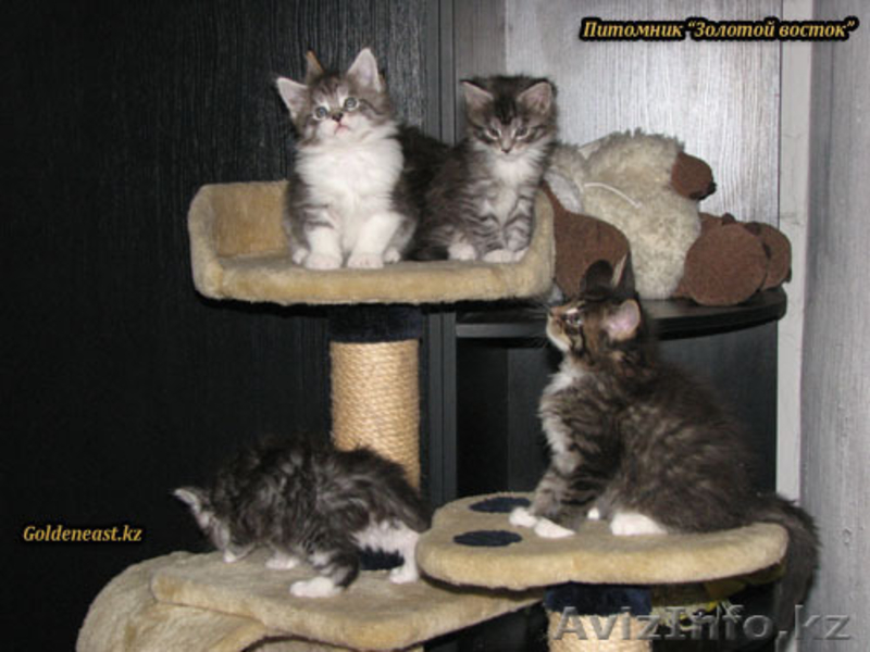 Кошки породы Мейн Кун от титулованных производителей - Изображение #1, Объявление #534489