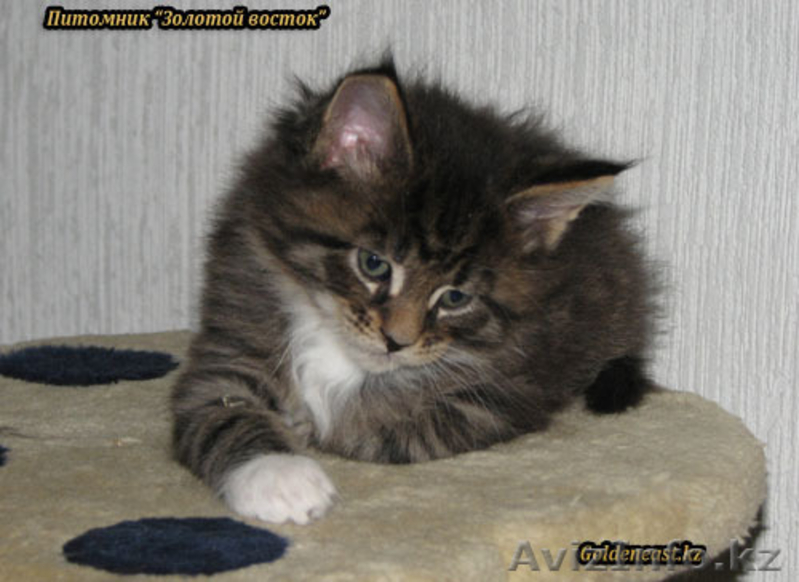 Кошки породы Мейн Кун от титулованных производителей - Изображение #5, Объявление #534489