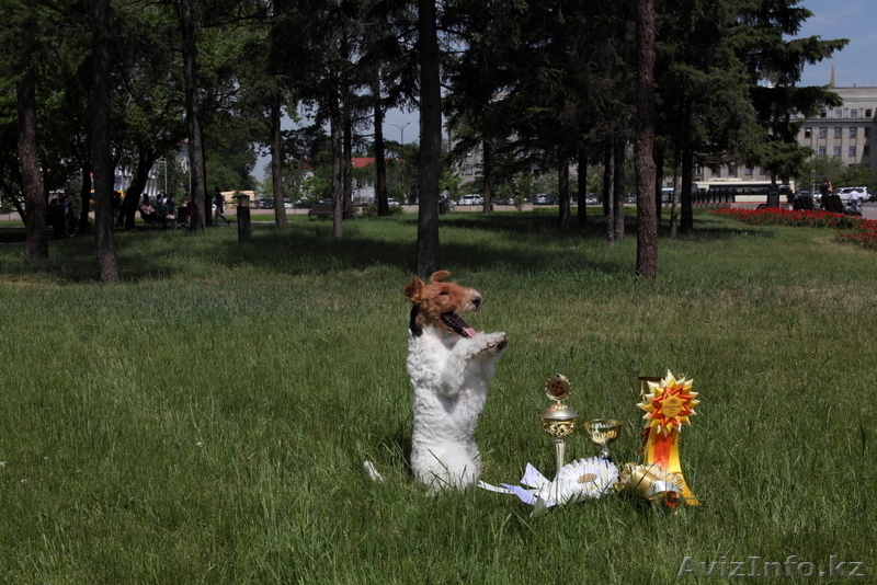  Фокстерьера щенки гладкие и ж/ - Изображение #3, Объявление #531487