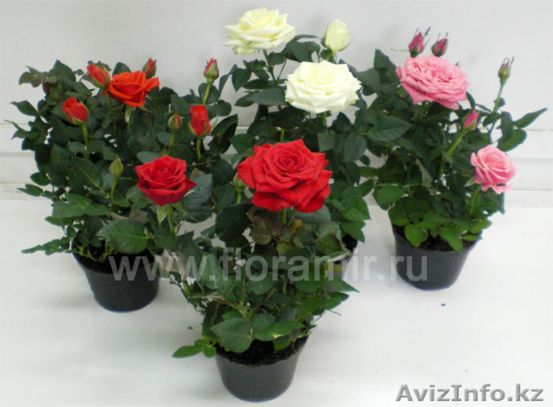Цветы в горшках к 8 марта - Изображение #7, Объявление #546511