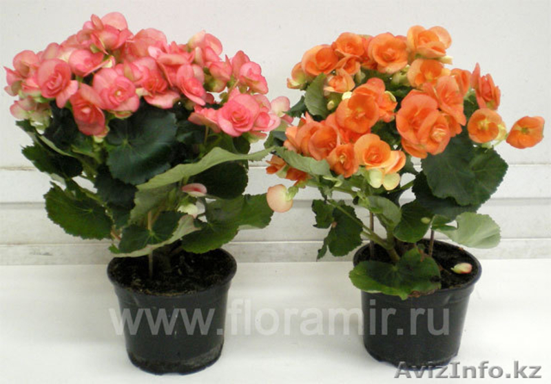 Цветы в горшках к 8 марта - Изображение #8, Объявление #546511