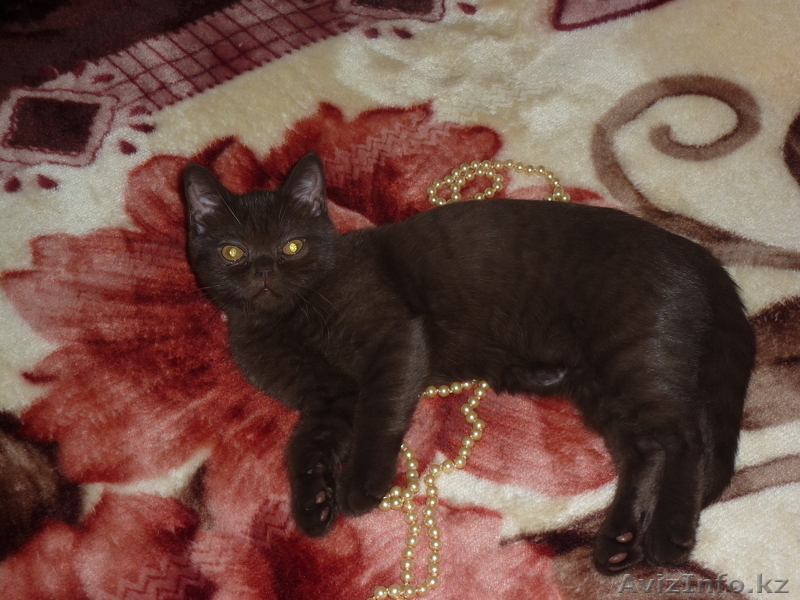 Выставочная кошечка породы скоттиш страйт !!!! - Изображение #1, Объявление #540908