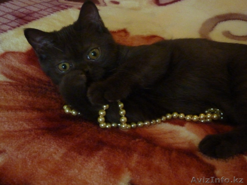 Выставочная кошечка породы скоттиш страйт !!!! - Изображение #2, Объявление #540908