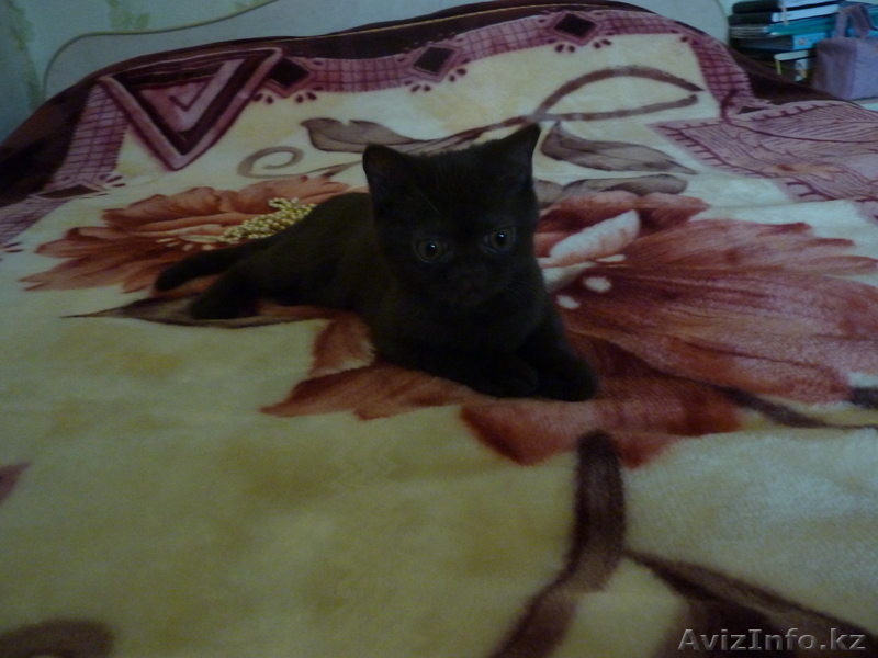 Выставочная кошечка породы скоттиш страйт !!!! - Изображение #3, Объявление #540908