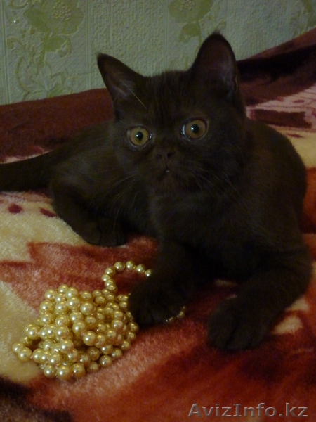 Выставочная кошечка породы скоттиш страйт !!!! - Изображение #4, Объявление #540908