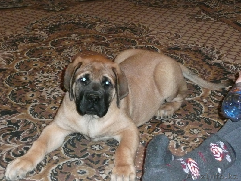 предлагаю щенков английского мастифа - Изображение #5, Объявление #197941