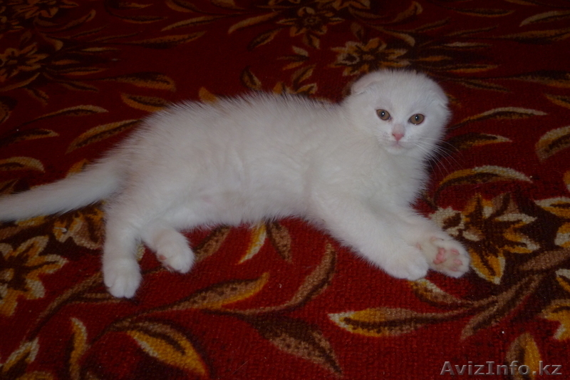 Продам котят Скотиш фолд - Изображение #2, Объявление #533513